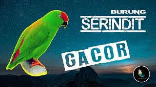 Masteran Serindit Gacor Suara Jernih