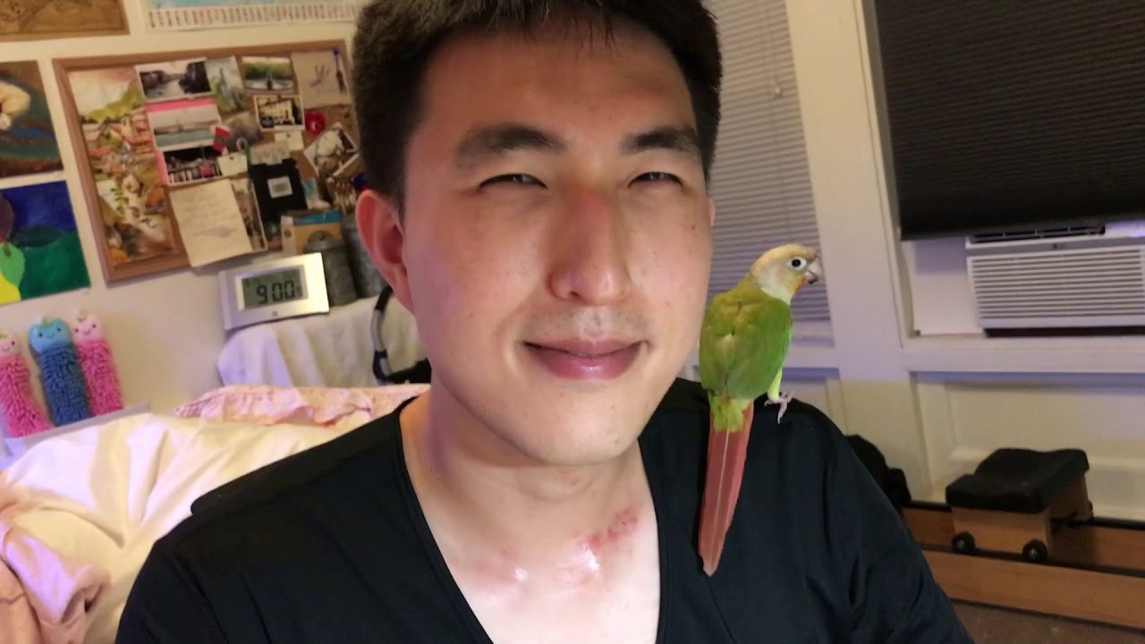 Kiwi the pineapple green cheek conure learns to JUMP! YouTube