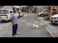 Adiestramiento canino para cachorro video #2 parte 2