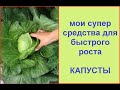 Что защитит капусту и ускорит её рост