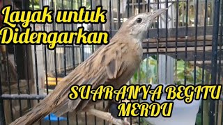 CUCAK KORENG JAWA GACOR‼️ SUARA SANGAT MERDU