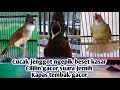 Mantap jika masteran ini masuk ke burung berkicau