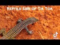 Reptile (?) Side of Tik Tok