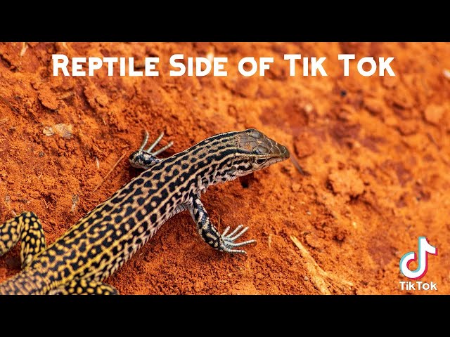 Replying to @Shell 🐚 #reptile #reptiles #reptilesoftiktok