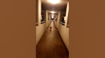 RUN! Me vs Human 🐶 @TheJessiiShow #TheManniiShow.com/series