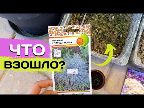 ⭐РЕЗУЛЬТАТ ПОСЕВА СЕМЯН