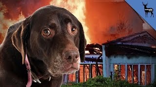 Emergency Preparedness For Pet Owners