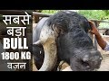 Biggest Jafarabadi Bulls from Gujarat I African cape buffalo I Hanuman Ji Ka Mandir