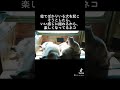 寝てばかりいる犬で遊ぶ猫　#コーギー #犬 #猫