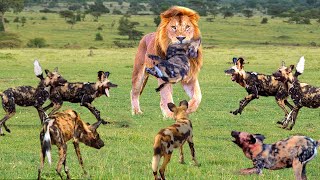 Unbelievable... Angry Lion Kills 10 wild Dogs When It Attacks Cubs - Lion Vs Wild Dog by Big Animals 8,633,736 views 2 years ago 10 minutes, 34 seconds