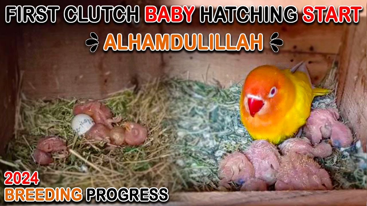 FIRST CLUTCH BABY HATCHING STARTED | LOVEBIRDS BREEDING PROGRESS SEASON 2024 | AA BIRDS INFORMATION