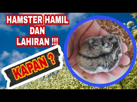 Video: Hamster Saya Adalah Hamil. Bagaimana sekarang?