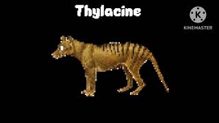 Thylacine/Tasmanian wolf/Tasmanian tiger