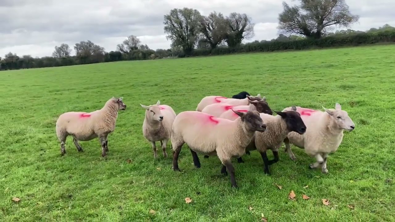 Lot 15: MWNT NAN -13.10.24 Farmers Mart Dolgellau Online Sheepdog Auction