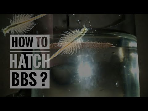 How to hatch BBS (Baby brine shrimp) //in Ťêľûğù - YouTube