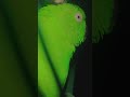 mithu ka video bn Raha hai #talkingparot #nonstoptalkingparrot #funny #azharparrot #birds #parrot