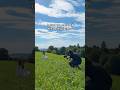 LE SSERAFIM ‚BOOMPALA‘ intro BTS #le_sserafim #lesserafim #boompala #kpopdancecover #dancechallenge