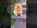 Pomeranian Senna enjoying the summer 🐶🌞💛