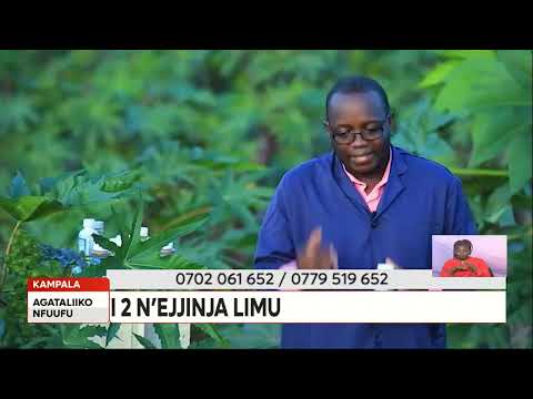 Bw'olima ensogasoga ne Flax okuba ebinyonyi bibiri n'ejjinja limu.