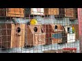 LOve bird kawin dikandang koloni