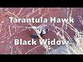 Tarantula Hawk vs Black Widow