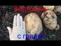 Картошка с грядки. Первый опыт посадки картофеля