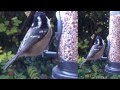Coal tits eating, 28/10/15