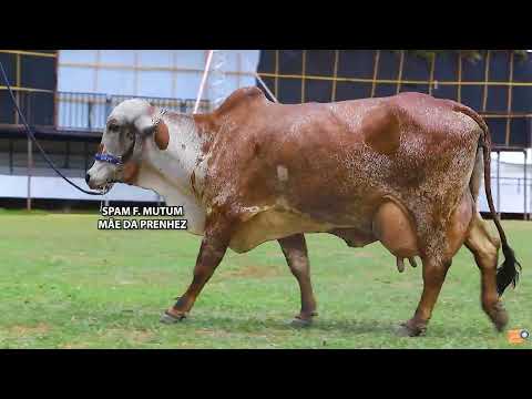 LOTE 01   MUT 4563