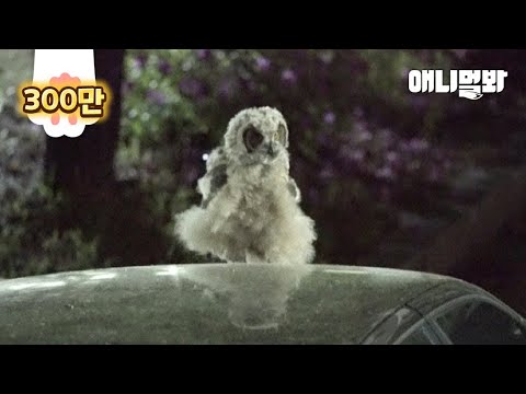 Eagle Owl Chickling Lost The Way Back To Mom
