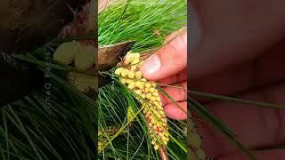 this rare pine pollen is worth more thin you thanks #farming #viralvideo #facts# plant#shortsfeed