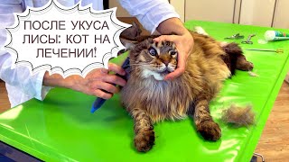 After being bitten by a fox. Willie the cat at the vet. by Aksel Frank 28,883 views 2 months ago 8 minutes, 29 seconds