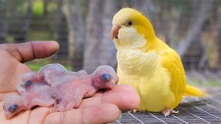 A day on the Farm ( The Parrot Eggs are HATCHING ) 🐣