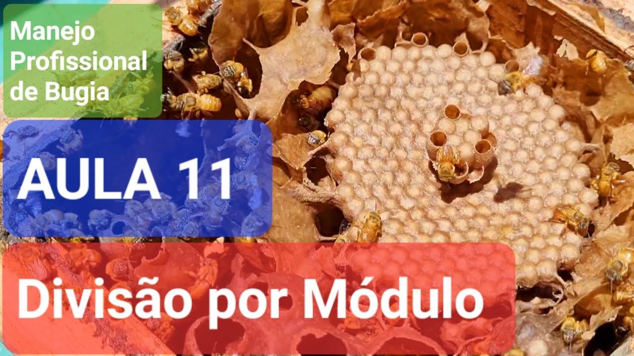 AULA 11 - Divisão por Módulo de Abelha Bugia