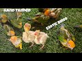 Hand taimed cocktail and sun conure chicks available in hyderabad at mouzam khan exotic birds hyd