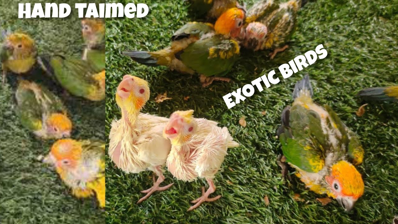 hand taimed cocktail and sun conure chick's available in Hyderabad at