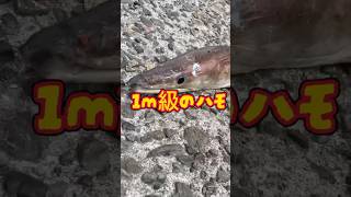 関西でエグいやつ釣れてます　#shorts #short