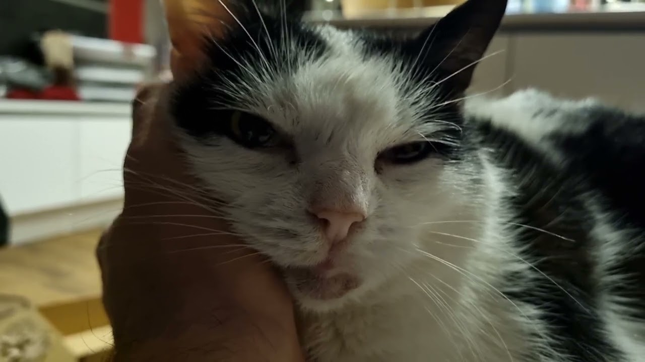 Resting on Papa's Hand ❤️