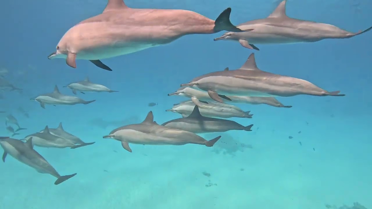 Дельфины Сатайя риф