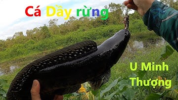 Cá Dầy rừng U Minh Thượng | Săn Hugo cá lóc đen U Minh Thượng (Tập 26) | #Doantuananh151
