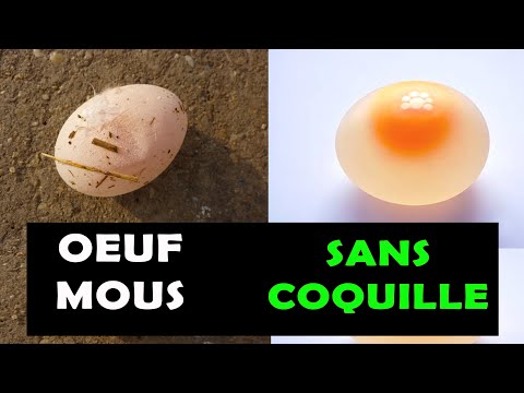 Vidéo: Pourquoi les œufs de poule sont-ils mous lorsqu'ils sont pondus ?