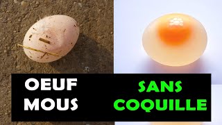 AVICULTURE: Pourquoi les poules pondent des œufs mous ou sans coquilles