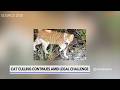 Cat Cull Can Continue As Legal Challenge Unfolds Cat Cull Can Continue As Legal Challenge Unfolds