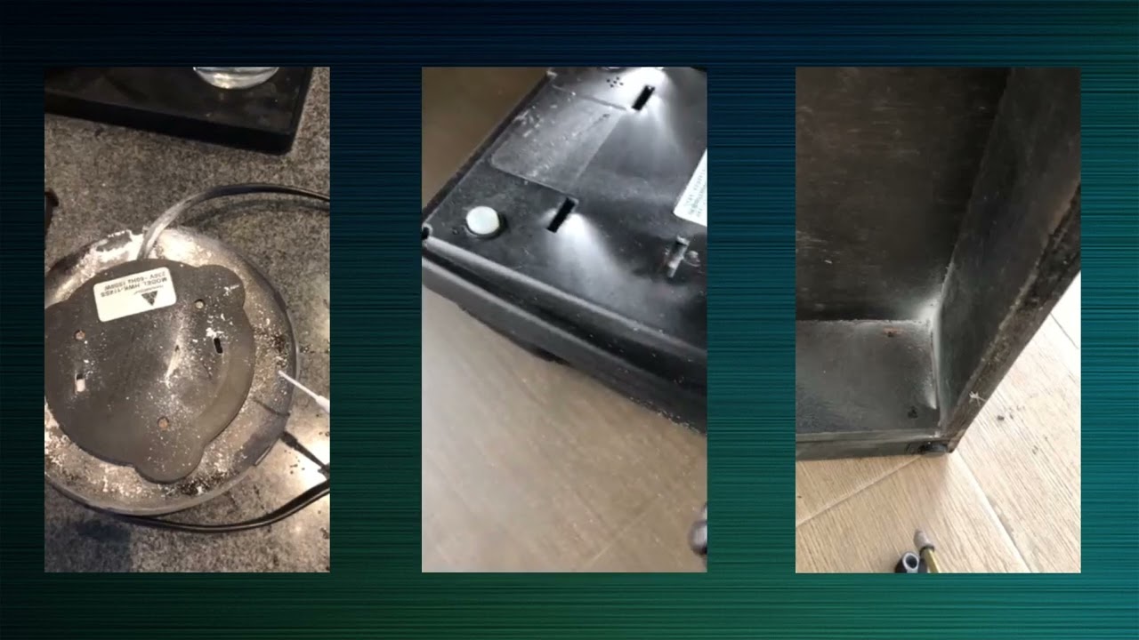 Pest Control Services and Treatment