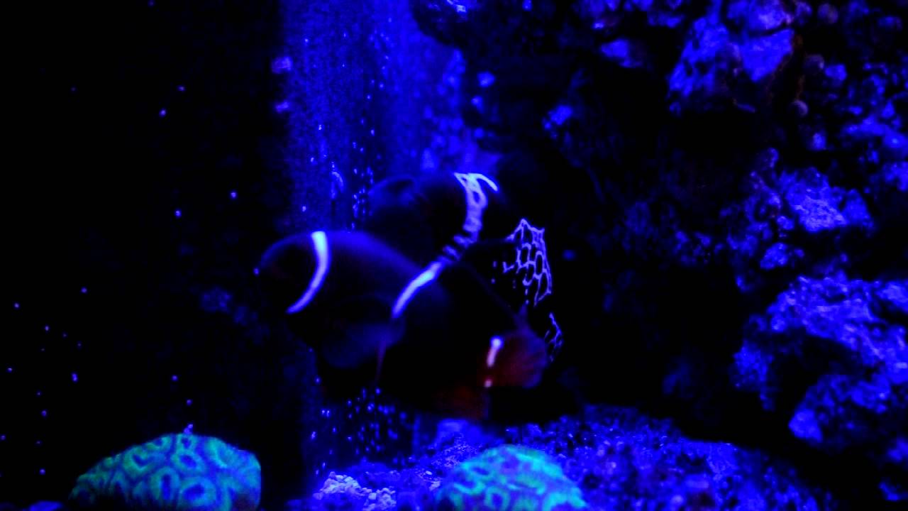 pair of words list PNG Lightning Maroon Clownfish paired with PNG White Stripe Maroon / Spinecheek Male