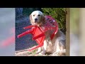 If you are bored, GOLDEN RETRIEVERS are the best solution - Funniest DOGS