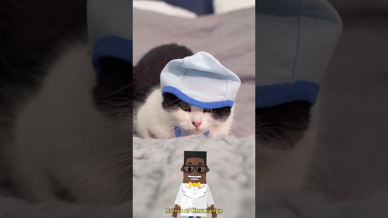 Why cats wake their owners at night ?