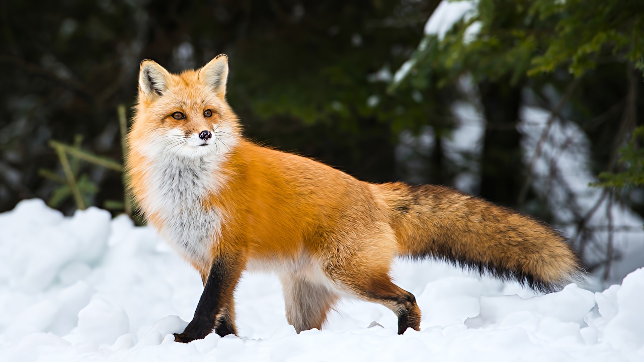 How Smart Are Red Foxes 🦊? Debunking the Biggest Fox Myths - YouTube