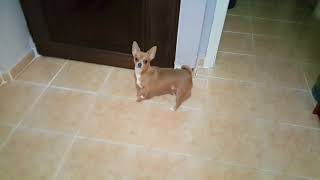 Sevimli Köpeğim Badi Kötülere Karşı Her An Tetikte  (Dog Chihuahua Buddy Şivava)