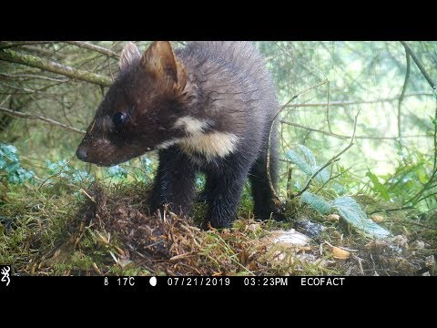 More Pine Marten