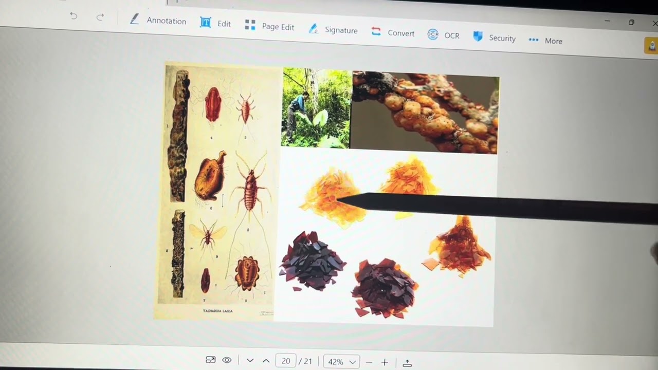 Entomology (lecrure from 1-3)